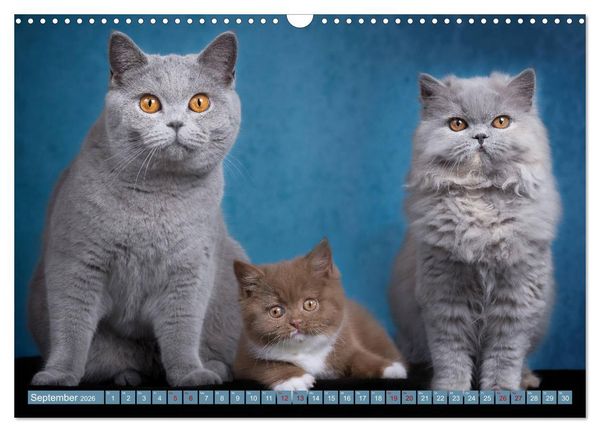 Produktbild: Kittens - Britisch Kurzhaar Katzenkinder (Wandkalender 2026 DIN A3 quer), CALVENDO Monatskalender