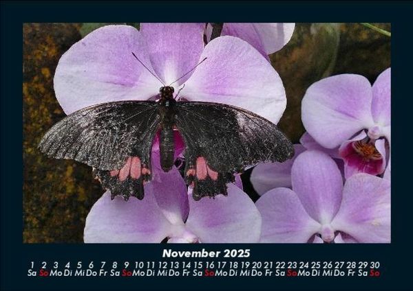 Produktbild: Bunte Pracht der Schmetterlinge 2025 Fotokalender DIN A5