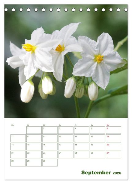 Produktbild: Wei&szlig;e Bl&uuml;ten im Gr&uuml;nen (Tischkalender 2026 DIN A5 hoch), CALVENDO Monatskalender
