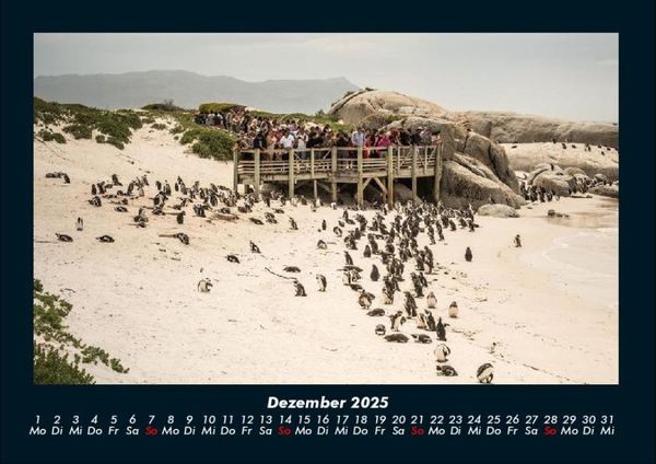 Produktbild: Pinguine & Eisb&auml;ren 2025 Fotokalender DIN A4