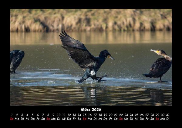 Produktbild: V&ouml;gel 2026 Fotokalender DIN A3