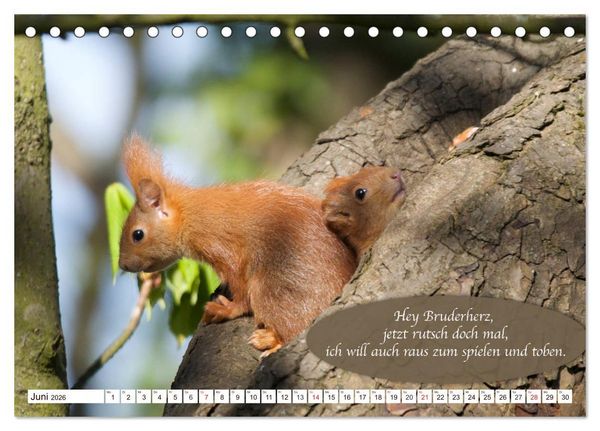 Produktbild: Eichh&ouml;rnchen - Lustige Kurzgeschichten mit den quirligen Wildtieren (Tischkalender 2026 DIN A5 quer), CALVENDO Monatskalender