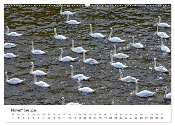 Produktbild: Schw&auml;ne - Prachtvolle Federkleider. (hochwertiger Premium Wandkalender 2026 DIN A2 quer), Kunstdruck in Hochglanz