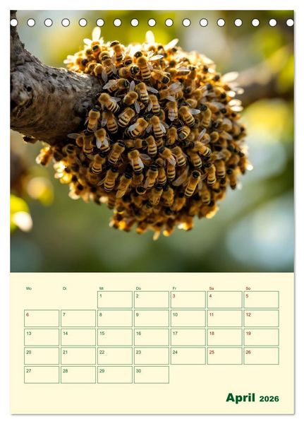Produktbild: Bienenblick &ndash; Ein Jahr mit den Bienen (Tischkalender 2026 DIN A5 hoch), CALVENDO Monatskalender