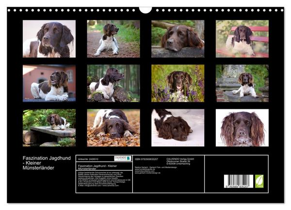 Produktbild: Faszination Jagdhund - Kleiner M&uuml;nsterl&auml;nder (Wandkalender 2027 DIN A3 quer), CALVENDO Monatskalender