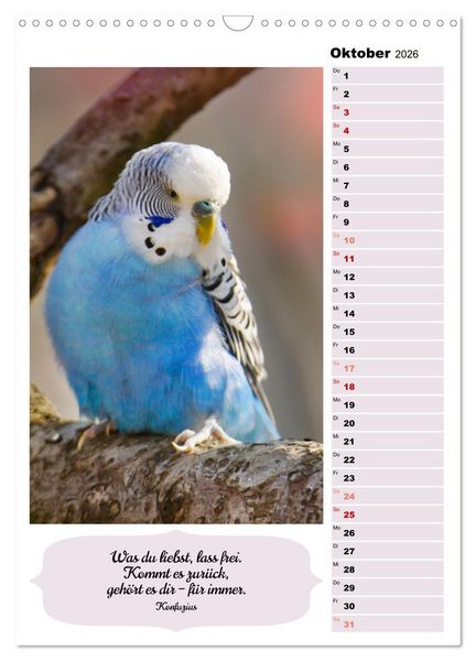Produktbild: Niedliche Wellensittiche (Wandkalender 2026 DIN A3 hoch), CALVENDO Monatskalender