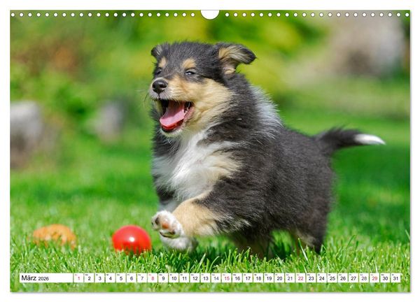 Produktbild: Colliewelpen - kleine Collies erobern die Welt (Wandkalender 2026 DIN A3 quer), CALVENDO Monatskalender