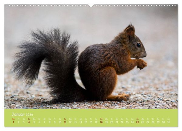Produktbild: Eichh&ouml;rnchen - die s&uuml;&szlig;en Nussknacker (hochwertiger Premium Wandkalender 2026 DIN A2 quer), Kunstdruck in Hochglanz
