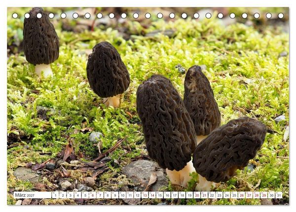 Produktbild: Pilze finden - das ganze Jahr! (Tischkalender 2027 DIN A5 quer), CALVENDO Monatskalender