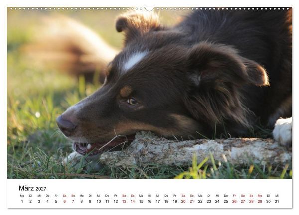 Produktbild: Australian Shepherd - Treue Blicke, wilde Herzen (hochwertiger Premium Wandkalender 2027 DIN A2 quer), Kunstdruck in Hochglanz