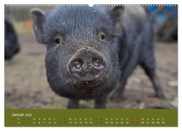 Produktbild: Faszination Minischweine (hochwertiger Premium Wandkalender 2026 DIN A2 quer), Kunstdruck in Hochglanz