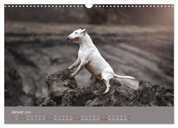 Produktbild: Fantastische Bullterrier - Sieger im Herzen (Wandkalender 2026 DIN A3 quer), CALVENDO Monatskalender