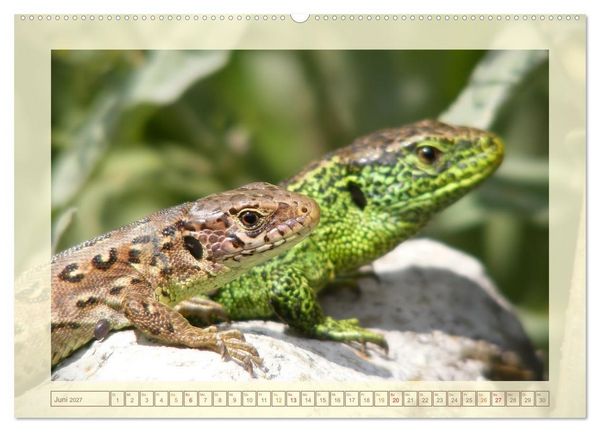 Produktbild: Minisaurier im Garten (Wandkalender 2027 DIN A2 quer), CALVENDO Monatskalender