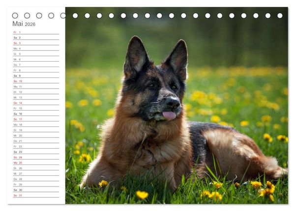 Produktbild: Deutsche Sch&auml;ferhunde Seelentr&ouml;ster (Tischkalender 2026 DIN A5 quer), CALVENDO Monatskalender