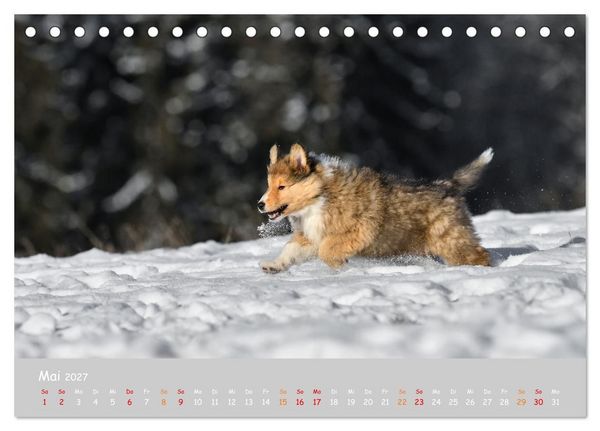 Produktbild: Collie Welpen im Schnee (Tischkalender 2027 DIN A5 quer), CALVENDO Monatskalender