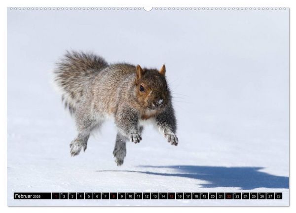 Produktbild: EICHH&Ouml;RNCHEN (hochwertiger Premium Wandkalender 2026 DIN A2 quer), Kunstdruck in Hochglanz