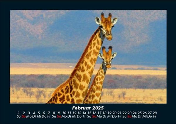 Produktbild: Giraffen 2025 Fotokalender DIN A5