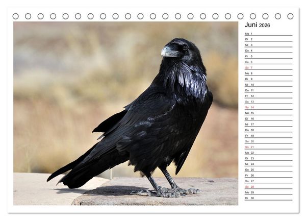 Produktbild: Gefiederte Freunde - Unsere heimischen Gartenv&ouml;gel (Tischkalender 2026 DIN A5 quer), CALVENDO Monatskalender