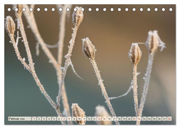 Produktbild: Mikrokosmos im Garten (Tischkalender 2026 DIN A5 quer), CALVENDO Monatskalender