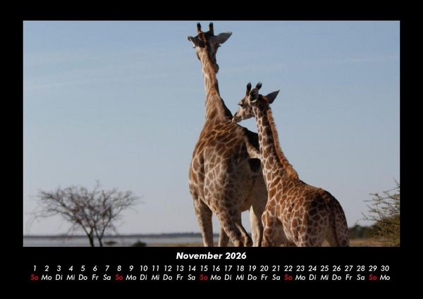 Produktbild: Giraffen 2026 Fotokalender DIN A3