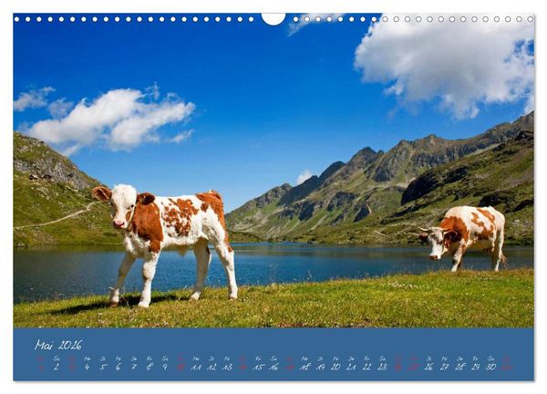 Produktbild: Friedliche K&uuml;he (Wandkalender 2026 DIN A3 quer), CALVENDO Monatskalender