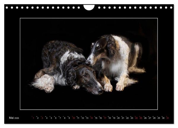 Produktbild: Windhunde - Schnelle Sch&ouml;nheiten (Wandkalender 2026 DIN A4 quer), CALVENDO Monatskalender