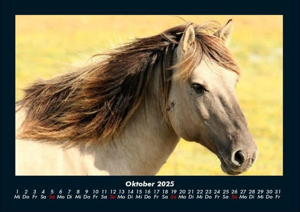 Produktbild: Pferdetraum 2025 Fotokalender DIN A4