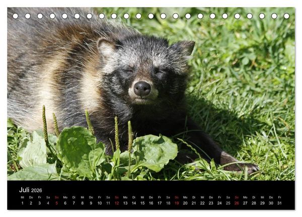 Produktbild: Marderhunde (Tischkalender 2026 DIN A5 quer), CALVENDO Monatskalender