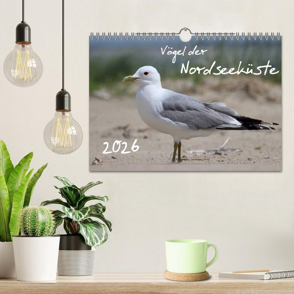 Produktbild: V&ouml;gel der Nordseek&uuml;ste (Wandkalender 2026 DIN A4 quer), CALVENDO Monatskalender