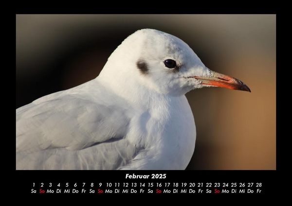 Produktbild: Welt der V&ouml;gel 2025 Fotokalender DIN A3