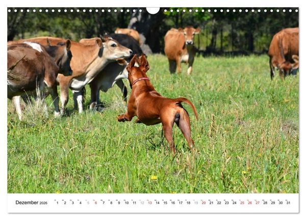 Produktbild: Rhodesian Ridgebacks (Wandkalender 2026 DIN A3 quer), CALVENDO Monatskalender