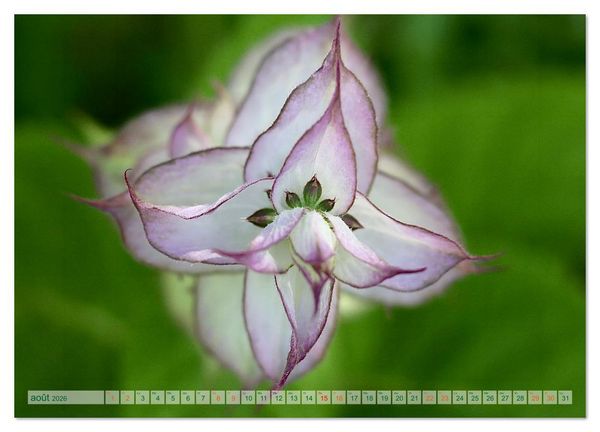 Produktbild: DES FLEURS ENCHANTERESSES (Calendrier mural 2026 DIN A2 vertical), CALVENDO calendrier mensuel