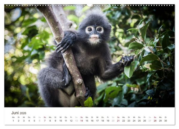 Produktbild: S&Uuml;DOSTASIEN (hochwertiger Premium Wandkalender 2026 DIN A2 quer), Kunstdruck in Hochglanz