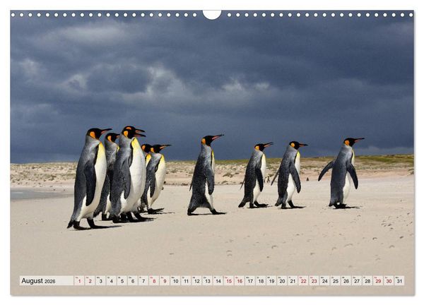 Produktbild: Pinguine der Falkland Inseln (Wandkalender 2026 DIN A3 quer), CALVENDO Monatskalender