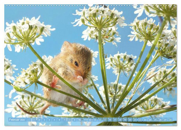 Produktbild: Zauberhafte M&auml;use: Von wegen nur Grau (Wandkalender 2026 DIN A2 quer), CALVENDO Monatskalender