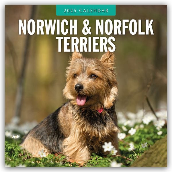 Norwich Terrier und Norfolk Terrier 2025 – 16-Monatskalender