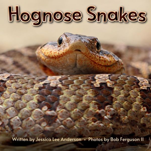 Produktbild: Hognose Snakes