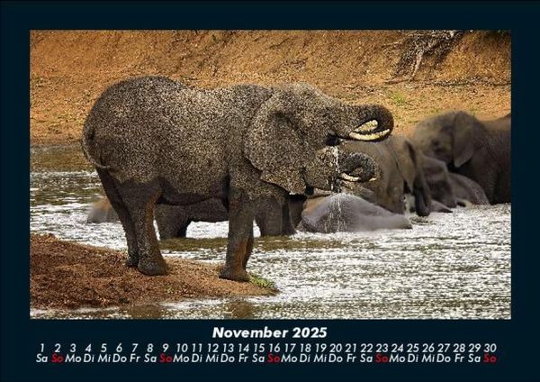 Produktbild: Der Elefantenkalender 2025 Fotokalender DIN A5