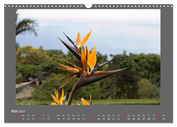 Produktbild: Madeiras Blumenwelt (Wandkalender 2027 DIN A3 quer), CALVENDO Monatskalender