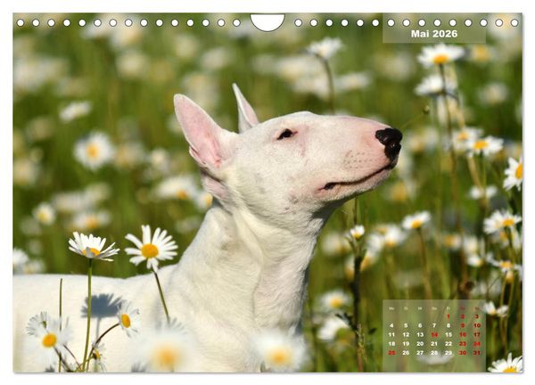 Produktbild: Bullterrier 2026 Frech und fr&ouml;hlich durch das Jahr (Wandkalender 2026 DIN A4 quer), CALVENDO Monatskalender