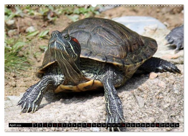 Produktbild: Turtles and Tortoises - Armored pacifists (High Quality Premium Wall Calendar 2026 DIN A2 landscape),CALVENDO 12 Month Wall Calendar