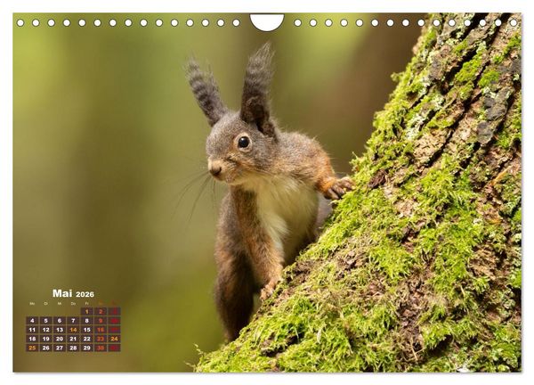 Produktbild: Das Eurasische Eichh&ouml;rnchen - Kunterbuntes Waldtreiben (Wandkalender 2026 DIN A4 quer), CALVENDO Monatskalender