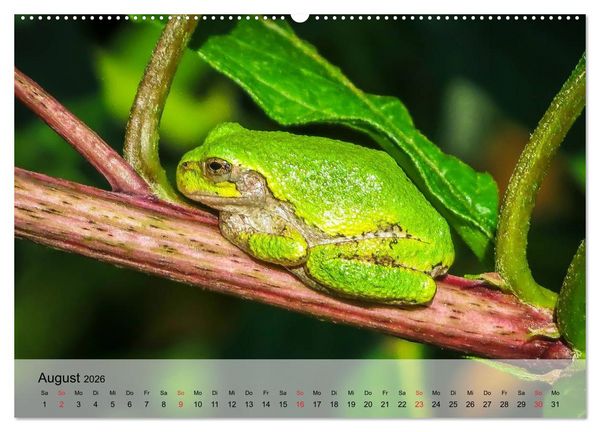 Produktbild: Frosch m&uuml;sste man sein! (Wandkalender 2026 DIN A2 quer), CALVENDO Monatskalender