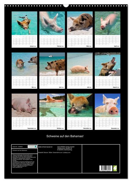 Produktbild: Schweine auf den Bahamas! (Wandkalender 2026 DIN A2 hoch), CALVENDO Monatskalender