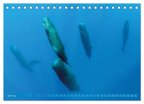 Produktbild: Wale: Giganten der Meere (Tischkalender 2026 DIN A5 quer), CALVENDO Monatskalender