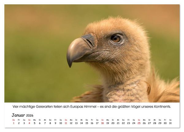 Produktbild: Die Geier sind los (Wandkalender 2026 DIN A4 quer), CALVENDO Monatskalender