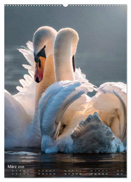 Produktbild: Der Schwan (hochwertiger Premium Wandkalender 2026 DIN A2 hoch), Kunstdruck in Hochglanz