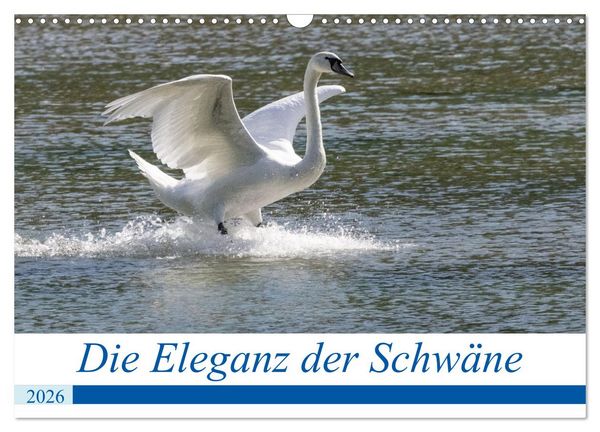 Die Eleganz der Schwäne (Wandkalender 2026 DIN A3 quer), CALVENDO Monatskalender