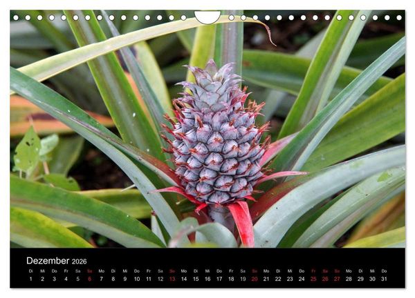 Produktbild: Azoren - bezaubernde Inselwelt. Eindr&uuml;cke auf Sao Miguel (Wandkalender 2026 DIN A4 quer), CALVENDO Monatskalender
