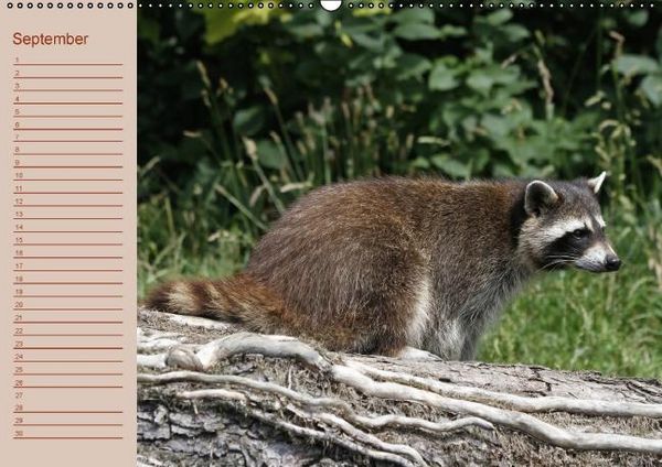 Produktbild: Waschb&auml;ren / Geburtstagskalender (Wandkalender immerw&auml;hrend DIN A2 quer)